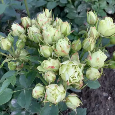 Роза ЛУВИАНА спрей в Светлогорске