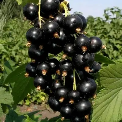 Смородина чёрная ВИНОГРАДНАЯ в Светлогорске