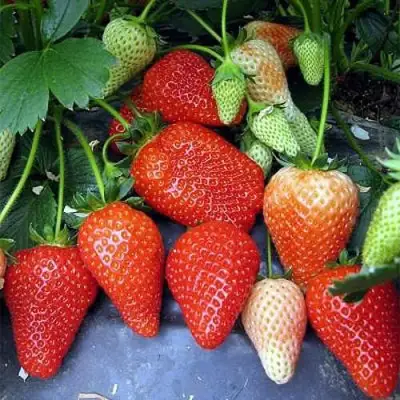 Клубника РОКСАНА в Светлогорске