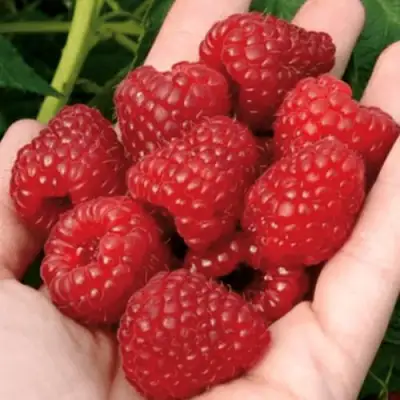 Малина РУБИФОЛ в Светлогорске