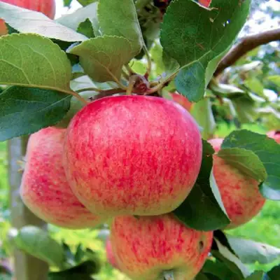 Яблоня ПИРОС в Светлогорске