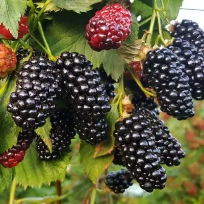 Ежевика НАТЧЕЗ бесшипная  в Светлогорске