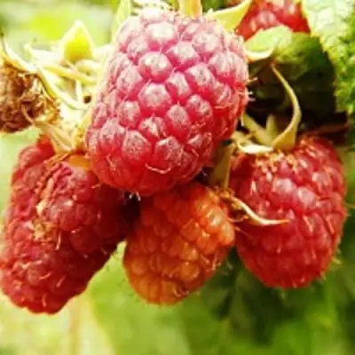 Малиновое дерево СКАЗКА в Светлогорске