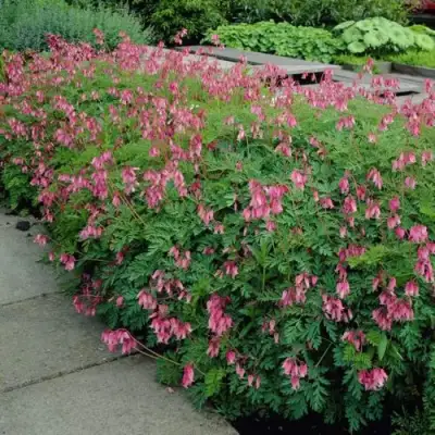 Дицентра изящная в Светлогорске