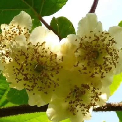 Актинидия АТЛАС (МУЖСКОЙ) киви в Светлогорске