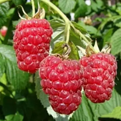 Малиновое дерево ТАРУСА в Светлогорске