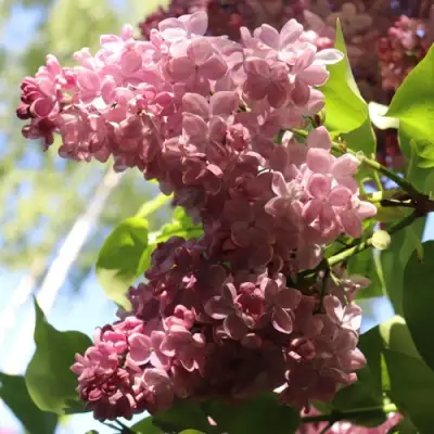 Сирень МЕДОВЫЙ СПАС в Светлогорске