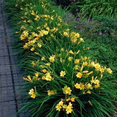 Лилейник СТЕЛЛА ДЕ ОРО гибридный в Светлогорске