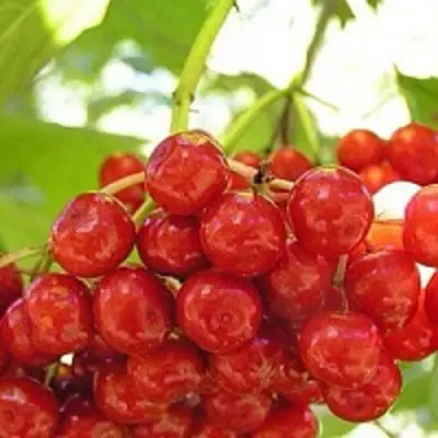 Калина КИЕВСКАЯ САДОВАЯ в Светлогорске