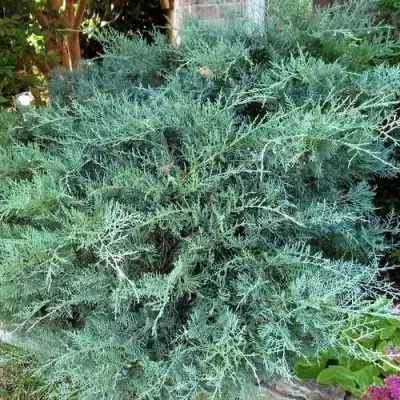 Можжевельник ГРЕЙ ОУЛ виргинский  в Светлогорске