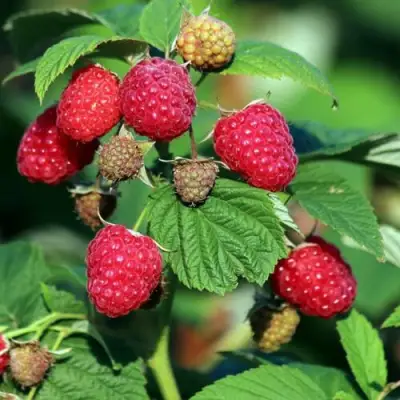 Малиновое дерево СКАЗКА в Светлогорске