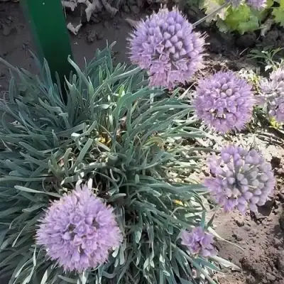 Лук СПИРАЛИС горный в Светлогорске