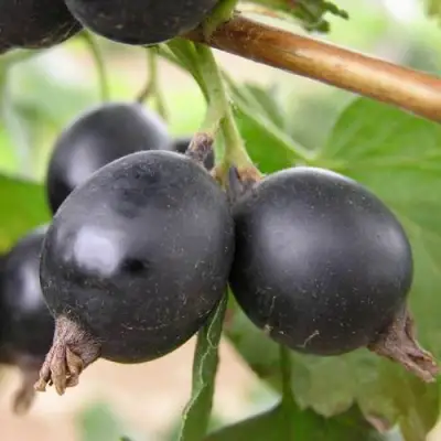 ЙОШТА в Светлогорске