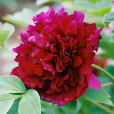 Пион ГАЛАКТИКА травянистый в Светлогорске