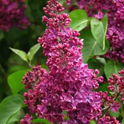 Сирень ЗНАМЯ ЛЕНИНА в Светлогорске