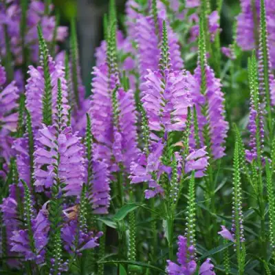 Физостегия РОЗЕЯ виргинская в Светлогорске