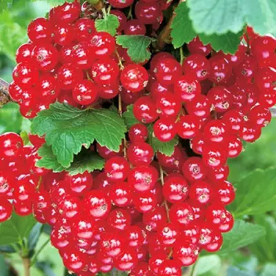 Смородина красная РУДНЕУС в Светлогорске