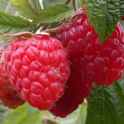 Малина ПИНГВИН в Светлогорске