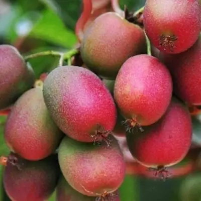 Актинидия ВЕЙКИ аргута в Светлогорске