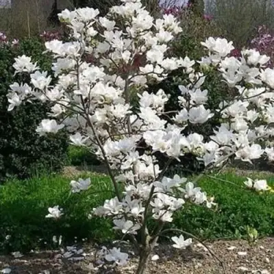 Магнолия АЛЬБА СУПЕРБА в Светлогорске