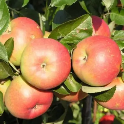 Яблоня РЕДКРАФТ в Светлогорске