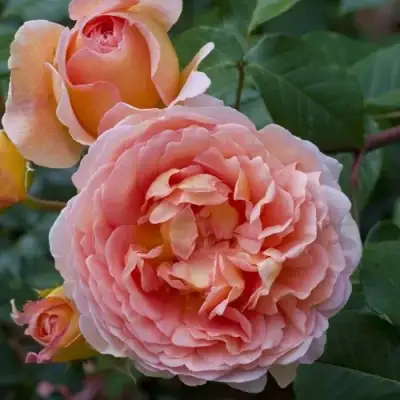 Роза АБРАХАМ ДЕРБИ английская в Светлогорске