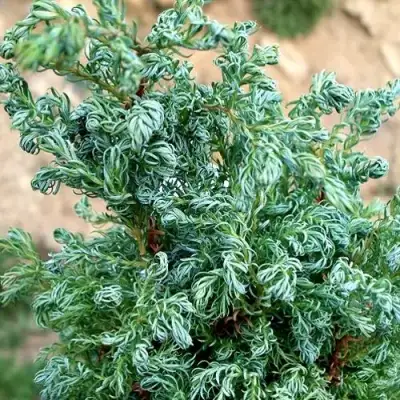 Кипарисовик БЕБИ БЛЮ горохоплодный в Светлогорске