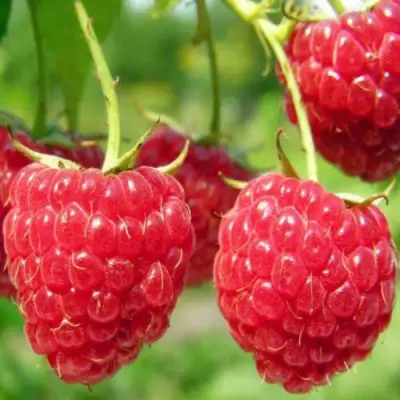 Малина ПИНГВИН в Светлогорске