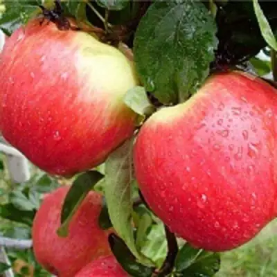 Яблоня ЖЕНЕВА (ЖЕНЕВА ЭРЛИ) в Светлогорске