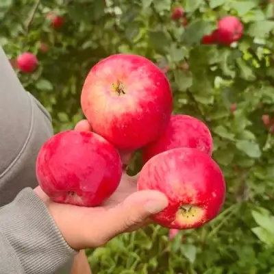 Яблоня АКСЕНА в Светлогорске