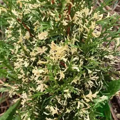 Туя БРАБАНТ ВАРИЕГАТТА западная в Светлогорске