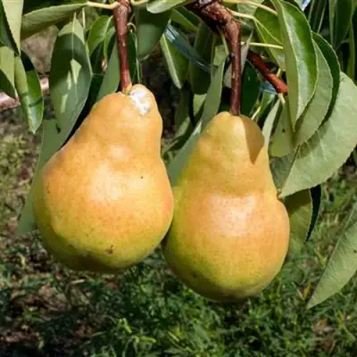 Груша ДЮШЕС ЛЕТНИЙ в Светлогорске