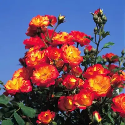 Роза ТАЙФУН спрей в Светлогорске