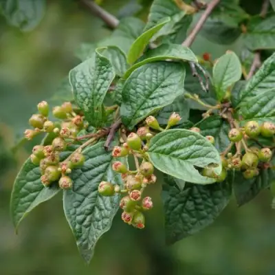 Кизильник пузырчатый в Светлогорске
