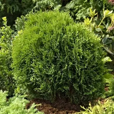 Туя ТИНИ ТИМ западная в Светлогорске