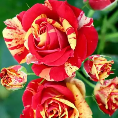 Роза ФАЙЕР ФЛЕШ спрей в Светлогорске