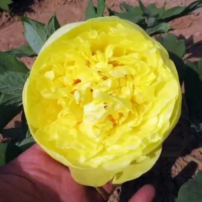 Пион ЗОЛОТО ПОДНЕБЕСНОЙ древовидный в Светлогорске