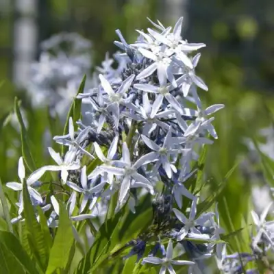 Амсония ТАБЕРНЕМОНТАНА в Светлогорске