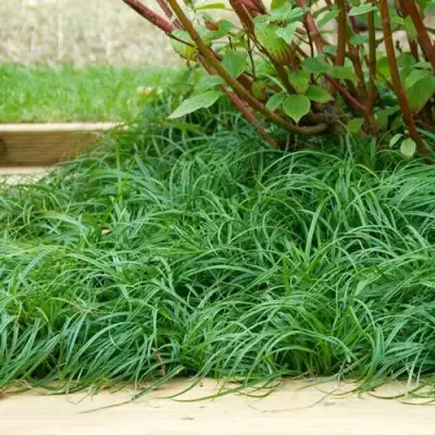 Осока БИТЛЗ в Светлогорске