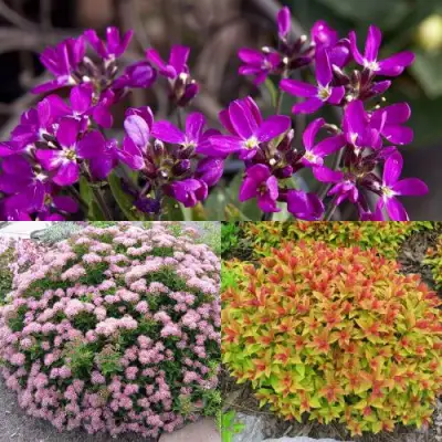 Комплект ЯПОНСКИЙ САД в Светлогорске