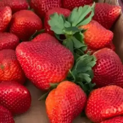 Клубника МОНТЕРЕЙ ремонтантная в Светлогорске