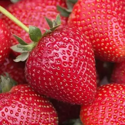 Клубника СЕЛЬВА ремонтантная в Светлогорске