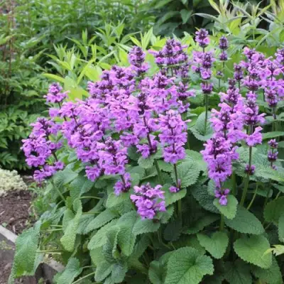 Буквица крупноцветковая в Светлогорске