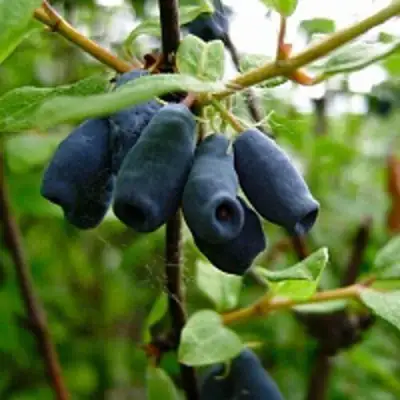 Жимолость съедобная ВОЛХОВА в Светлогорске