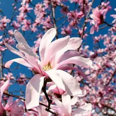 Магнолия РОЗЕЯ в Светлогорске