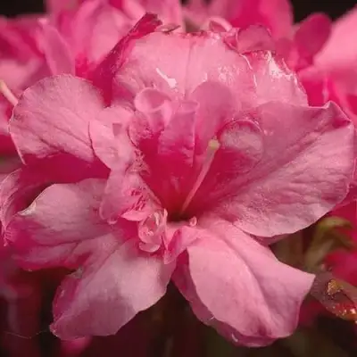 Азалия РОКОКО японская в Светлогорске