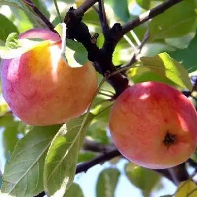 Яблоня АБРИКОСОВАЯ в Светлогорске