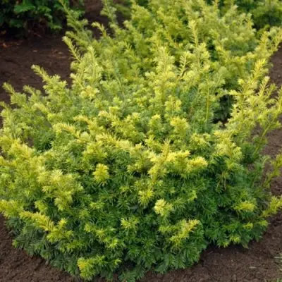 Тис ЭЛЕГАНТИССИМА ягодный в Светлогорске