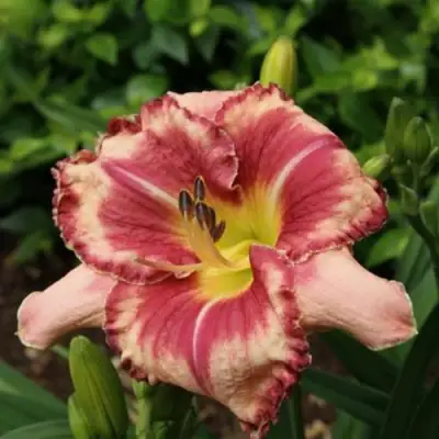 Лилейник АУТСТАНДИНГ гибридный в Светлогорске