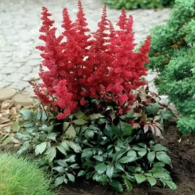 Астильба МОНТГОМЕРИ японская в Светлогорске